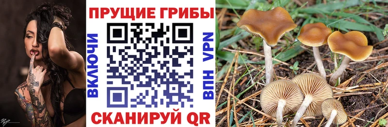 Купить  Уржум  Псилоцибиновые грибы MAGIC MUSHROOMS 